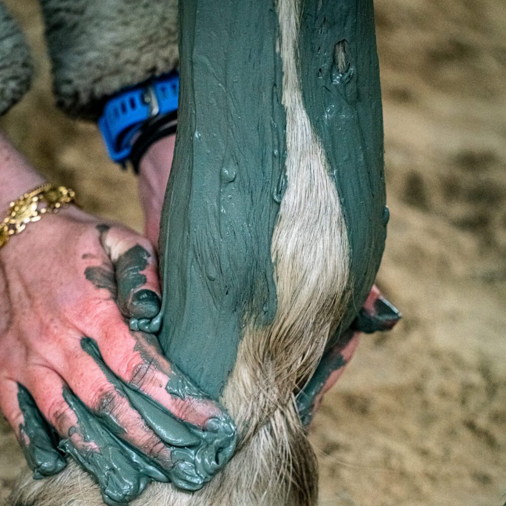 Application de la Boue marine KELPY de Noirmoutier pour les soins des membres et du corps des chevaux