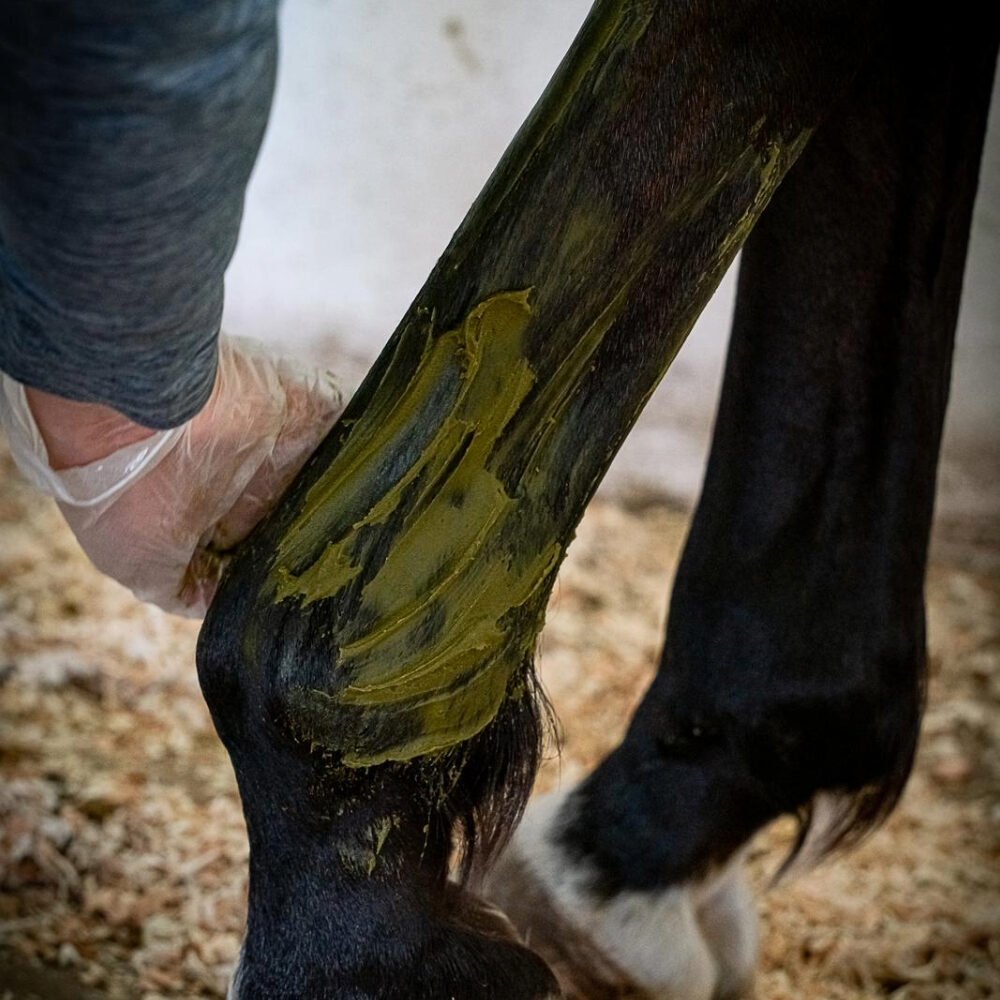 Cryotendons KELPY sur les tendons d'un cheval de sport