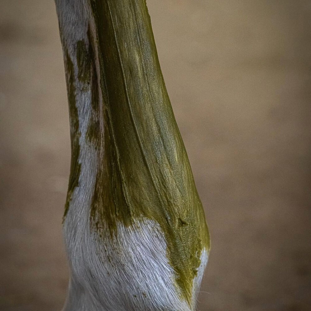 Cryotendons KELPY sur les tendons d'un cheval de sport