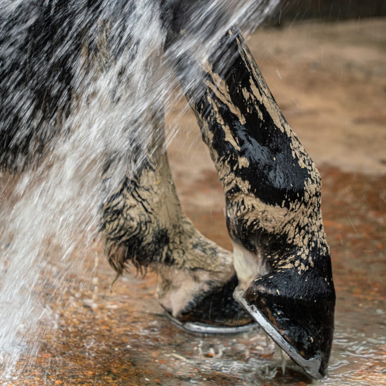Nettoyage facile de l'argile drainante en pâte KELPY sur les membres d'un cheval