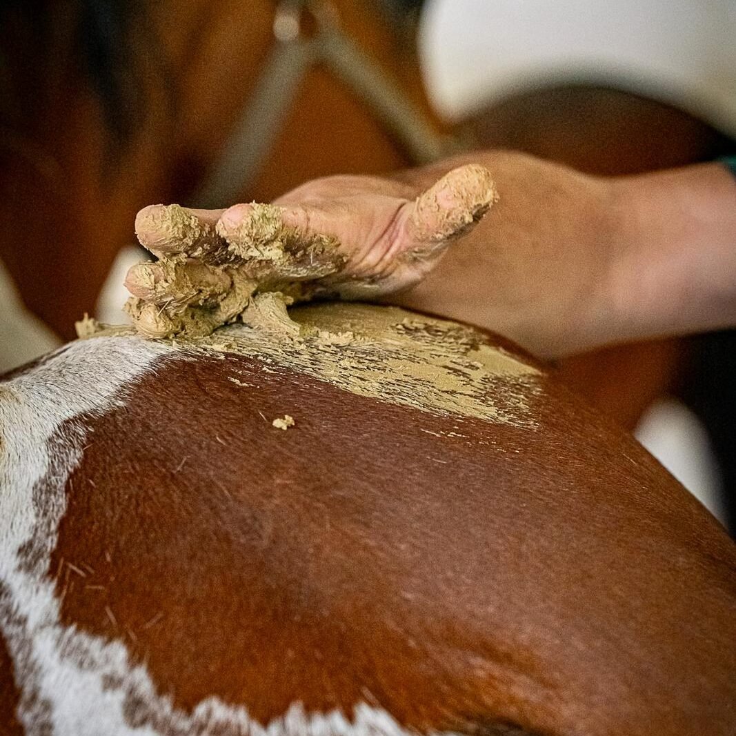 Application d'argile drainante en poudre KELPY pour drainer les tissus de votre cheval