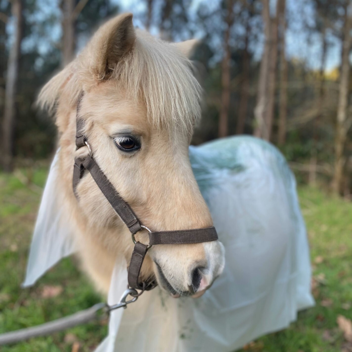 Feuille d'enveloppement biodégradable appliquée sur poney avec soin marin - KELPY